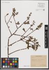 Foto von Salix L.